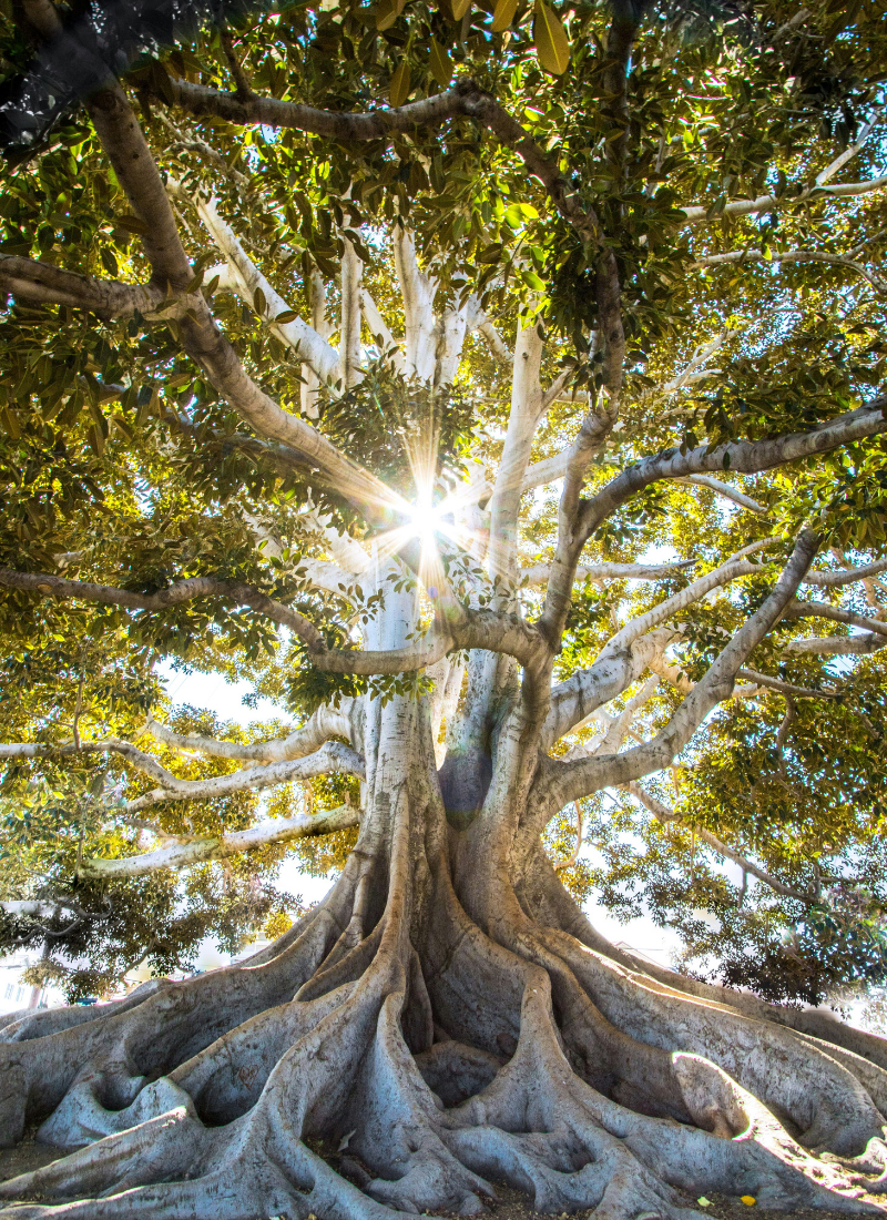 Grand arbre aux racines apparentes, symbole d’ancrage, de liens familiaux et de transmission.