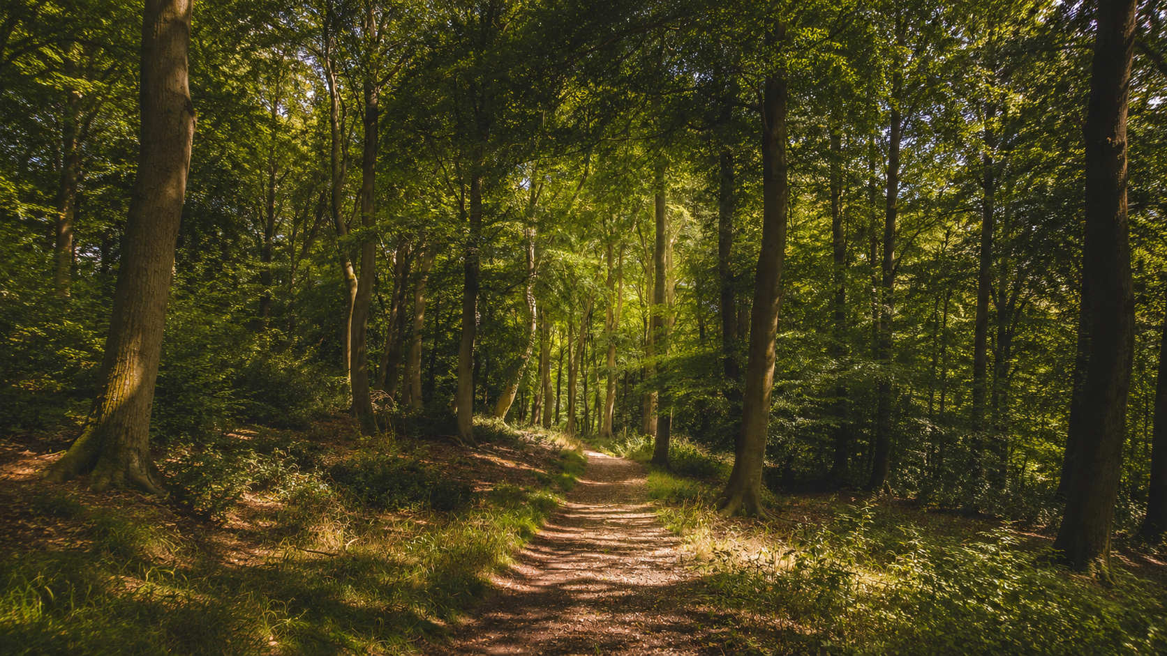 Chemin forestier entouré d’arbres, évoquant un parcours intérieur et un cheminement personnel.